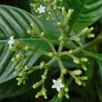 Ophiorrhiza mungos L.
